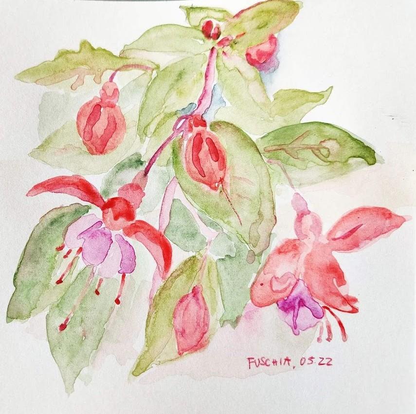 Fuschia, aquarelle
