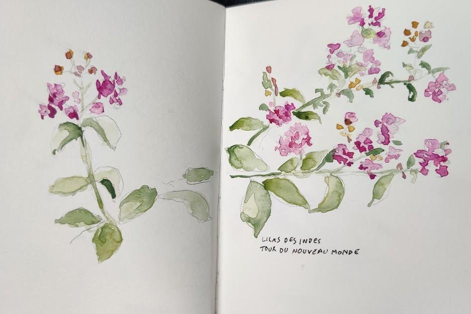 Lilas des Indes, aquarelle