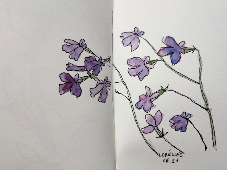 Lobélies, feutre noir et aquarelle