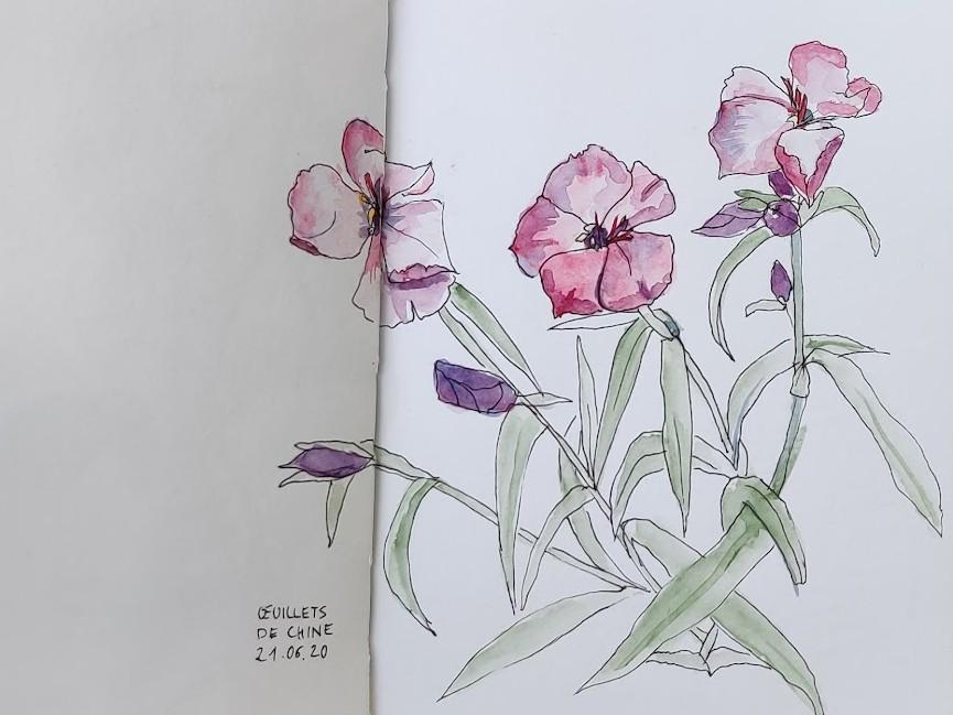 Oeillets de chine, feutre noir et aquarelle