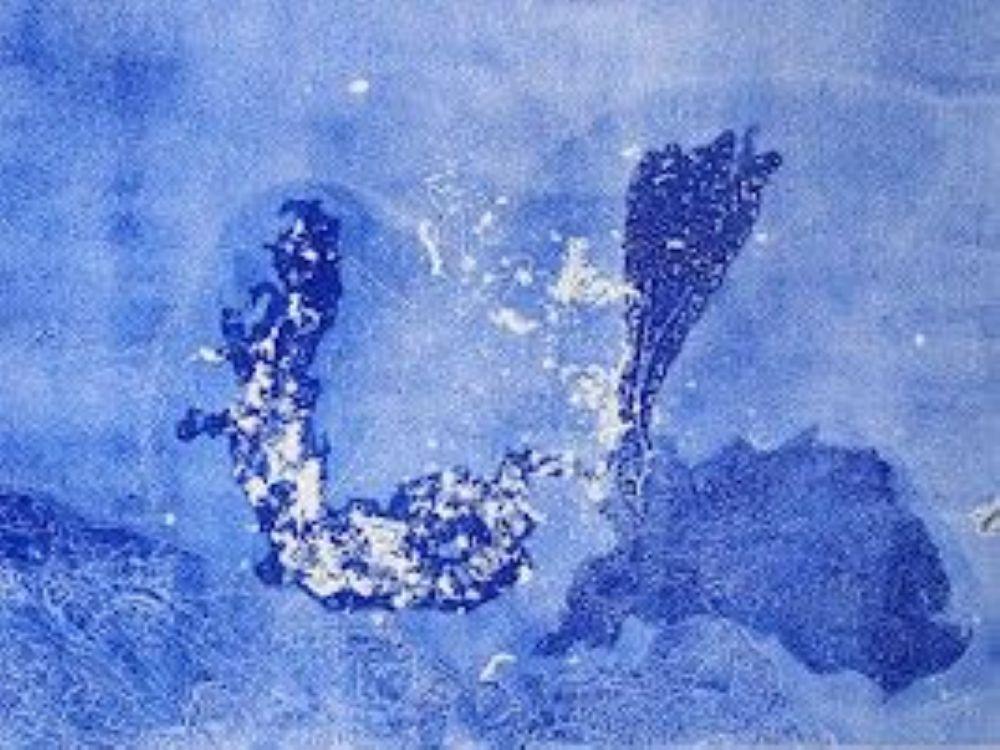 monotype algues bleues