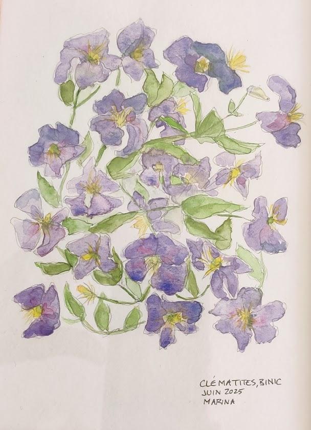clematites, aquarelle