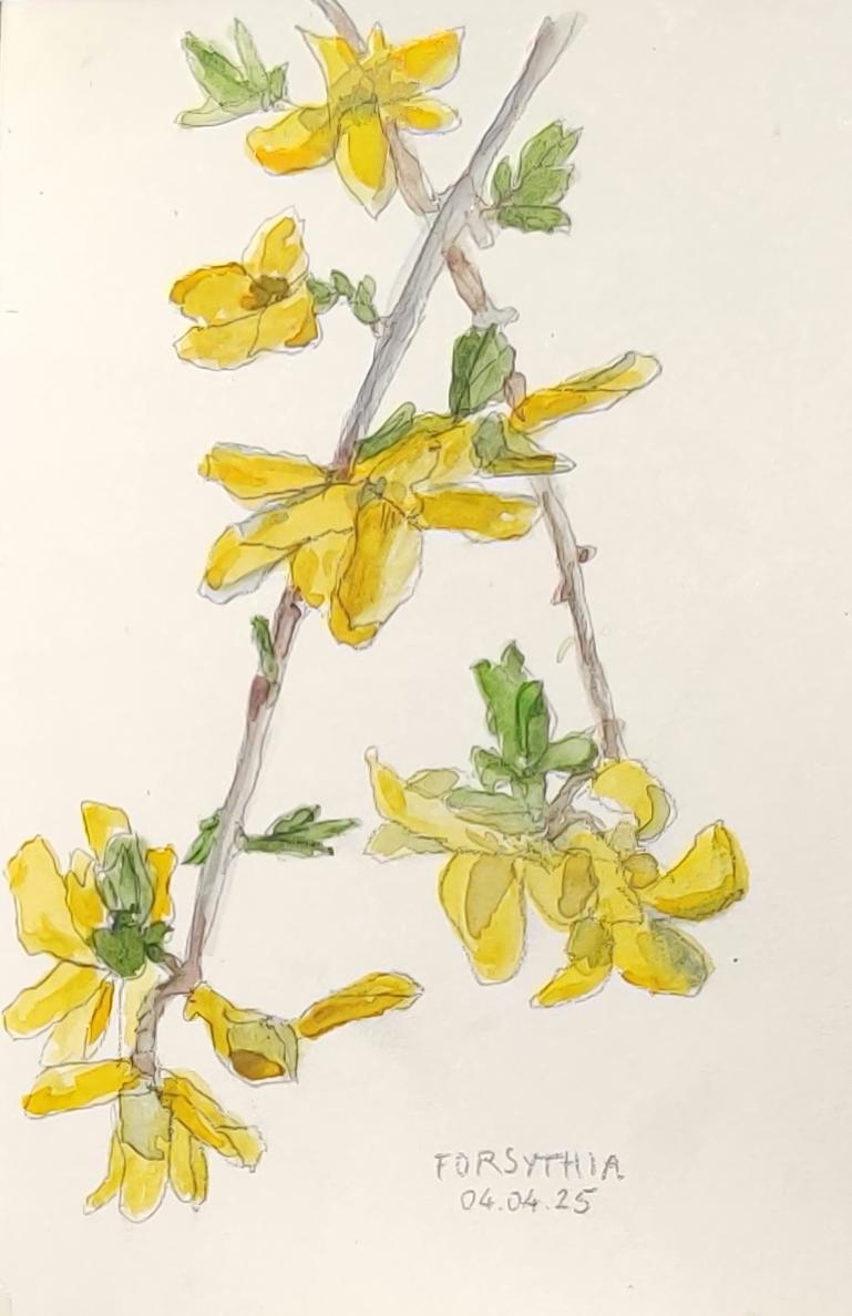 Forsythia, Bazancourt, aquarelle