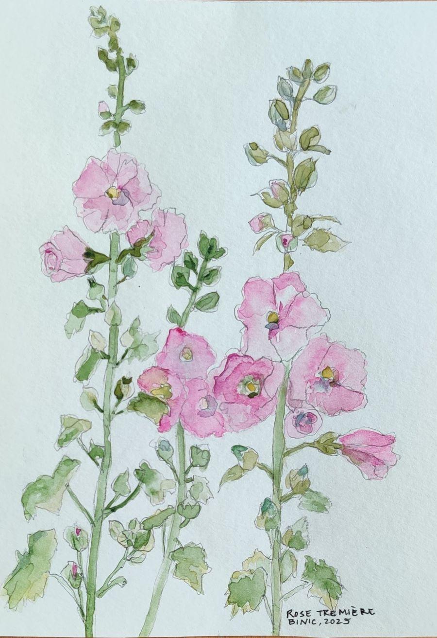 rose trémière, aquarelle